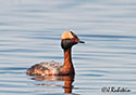 Podiceps auritus